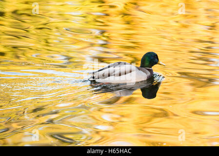 Glasgow, Schottland. 25. Oktober 2016. UK-Wetter: Enten in der Königin-Park-Teich Baden in die herbstliche Morgensonne. Stockfoto