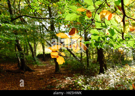 Lea, Derbyshire, UK. 25. Oktober 2016. Das kleine Dorf von Lea und Bogen Holz war berühmtesten Bewohner Florence Nightingale dessen Familie nach Hause Lea Hurst im Dorf ist. Bildnachweis: Ian Francis/Alamy Live-Nachrichten Stockfoto