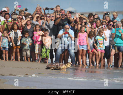 Florida, USA. 25. Oktober 2016. Menschenmengen säumen den Strand zu beobachten und zu fotografieren, wie Loggerhead Marinelife Center fünf Meeresschildkröten nach Hause bis zum Atlantischen Ozean Dienstag, 25. Oktober 2016 veröffentlicht. '' Es ist das größte Meeresschildkröte, die wir je hatten, '' sagte unechte President und CEO Jack Lighton. '' Wir sind wirklich begeistert. Und es ist gutes Timing. Wir hatten nur drei weitere über das Wochenende kommen.'' Die Schildkröten, die heute veröffentlicht wurden: Shertz, einer juvenilen unechten, die nach der großen Meeresschildkröte Kälte-atemberaubende Veranstaltung in 2015 Kredit aus dem New England Aquarium übertragen wurde: ZUMA/Alamy Live News Stockfoto