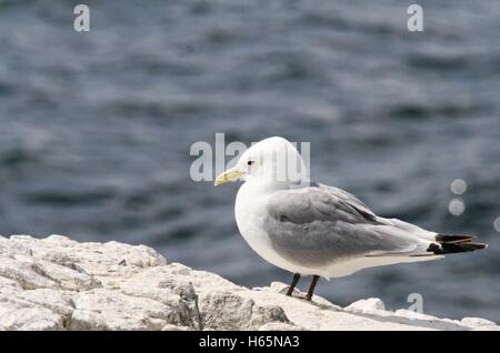 Einzelne Kittiwake Vogel steht auf einem Felsen mit grauen Meer im Hintergrund Stockfoto