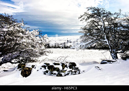 Starkem Schneefall auf Dartmoor Stockfoto