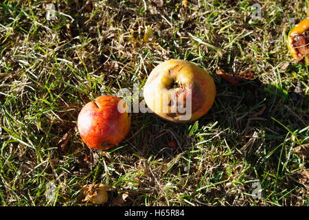 Gefallene Äpfel verrotten auf dem Boden Stockfoto