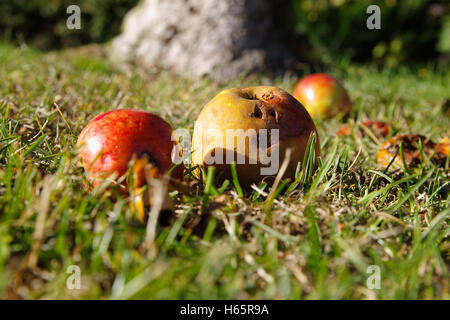 Gefallene Äpfel verrotten auf dem Boden Stockfoto