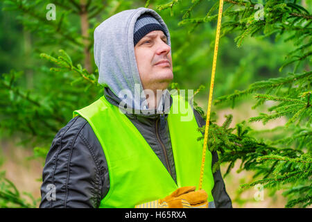 Mann mit einem Maßband in der Nähe der Fichte im Wald Stockfoto