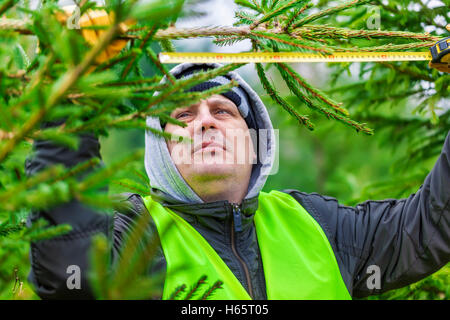 Mann mit Maßband in der Nähe der Fichte Zweig im Wald Stockfoto