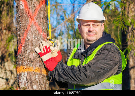 Holzfäller mit einem Maßband in der Nähe der Fichte Stockfoto