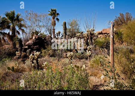 Typische Hilllside in der Sonora-Wüste im südlichen Arizona Santa Cruz County.  La Cholla, Saguaro Cactusoutcropping Felsen, Stockfoto