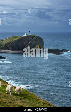 Zwei weiße Schafe und Stoner Head Leuchtturm am Point of Stoner in Sutherland, Schottisches Hochland, Schottland, Großbritannien Stockfoto