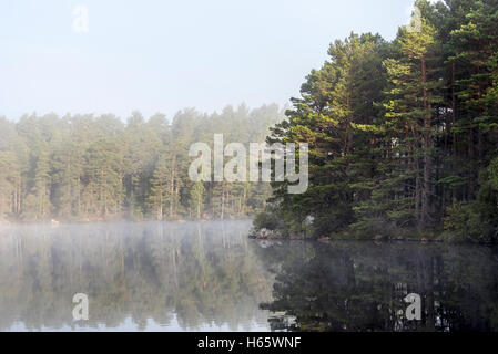 Loch Garten bedeckt im frühen Morgen Nebel, Abernethy Wald, Überrest des kaledonischen Waldes in Strathspey, Schottland Stockfoto