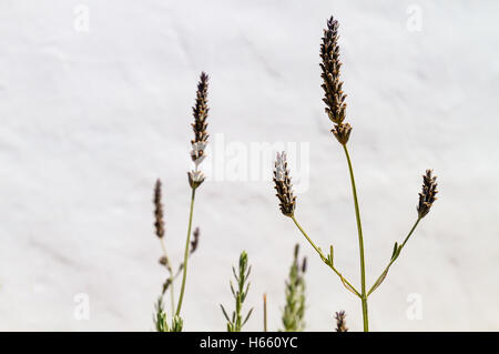 Lavendel Strauch mit Blüten auf Stengeln gegen helle weiße Wand Stockfoto