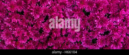 Magentafarbene Blüten von Chrysanthemen Stockfoto