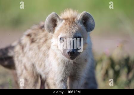 Junge Hyäne auf Safari in Masai Mara, Kenia. Stockfoto