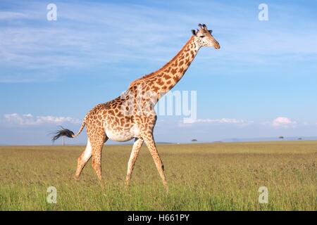 Giraffen in der Savanne auf Safari in Masai Mara, Kenia. Stockfoto