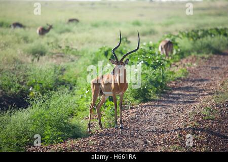 Anzeigen von wilden männlichen Impala auf Safari in der Masai Mara, Kenia. Stockfoto