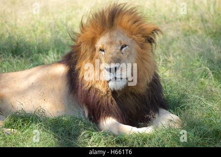 Wilden männlichen Löwen auf Safari in Masai Mara, Kenia. Stockfoto