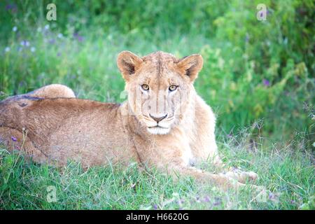 Junge Löwin auf Safari im Lake-Nakuru-Nationalpark, Kenia gesehen. Stockfoto