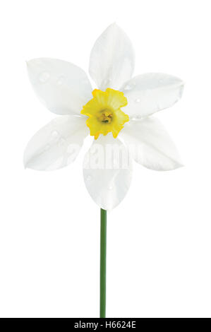 Weiße Narzisse Narcissus L. blühende Blume, gelbe Amaryllis Jonquil Stamen, helle isoliert Makro Nahaufnahme Studio gedreht, große Stockfoto