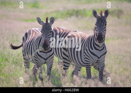 Ein paar Zebras grasen auf Safari im Amboseli Nationalpark, Kenia. Stockfoto