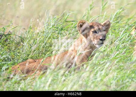 Auf Safari im Serengeti Nationalpark, Tansania. Stockfoto