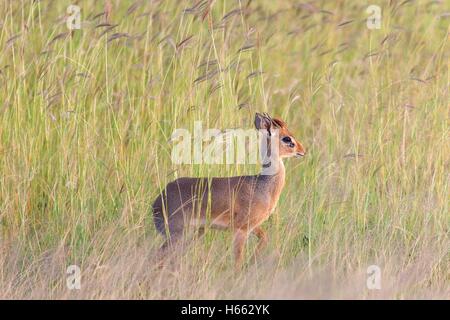 Eine wilde weibliche Dik-Dik gesehen auf Safari im Serengeti Nationalpark, Tansania. Stockfoto