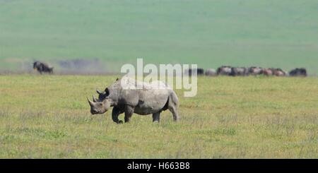 Vom Aussterben bedrohte Spitzmaulnashorn gesehen auf Safari im Ngorongoro Crater, Tansania. Stockfoto