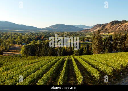 Weingut Weingut in Okanagan Valley in der Nähe von Osoyoos, Britisch-Kolumbien, Kanada Stockfoto