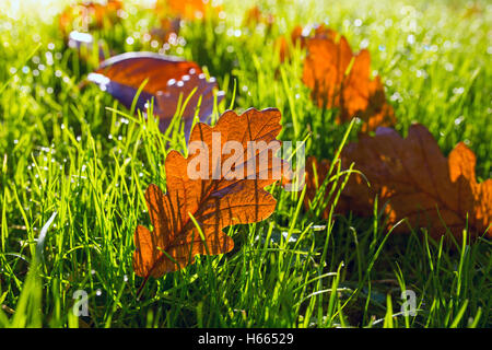 Herbstlaub auf dem Rasen bei Sonnenaufgang. Stockfoto