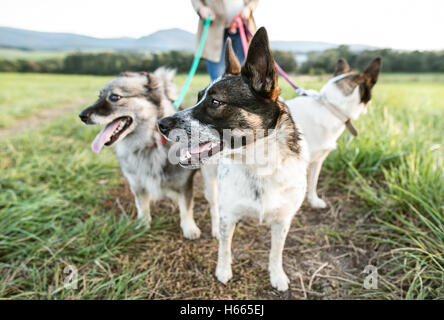 Nicht erkennbare schwangere Frau mit Hunden in der grünen sonnigen Natur Stockfoto