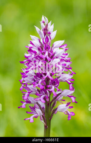 militärische Orchidee (Orchis Militaris) Blumen wachsen in Wiesen, Norfolk, England, UK Stockfoto