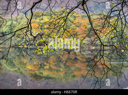 Im Herbst farbige Bäume an der Küste in Grasmere Lake, Lake District National Park, Cumbria, UK Stockfoto