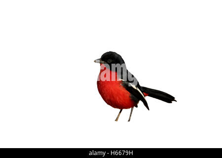 Crimson-breasted Shike, Lanarius Atrococcineus, einziger Vogel am Boden, Südafrika, August 2015 Stockfoto