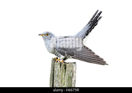 Kuckuck, Cuculus Canorus, einziger Vogel auf Post, Midlands, April 2011 Stockfoto