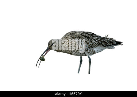 Brachvogel Numenius Arquata, einziger Vogel im Wattenmeer ernähren sich von Krabben, Northumberland Stockfoto