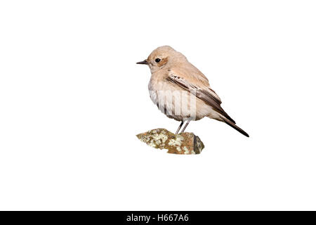 Wüste, Steinschmätzer, Oenanthe Bodendegradierung, alleinstehende Frau auf Felsen, Shropshire, Dezember 2011 Stockfoto