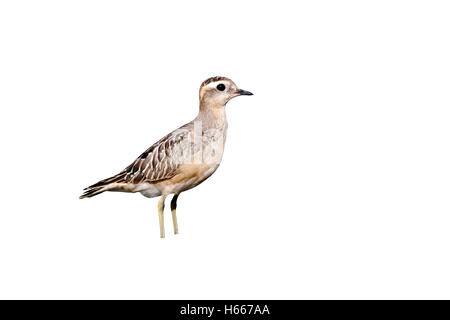 Mornell, Charadrius Morinellus single juvenile auf Rasen, Great Orme, Conway, Wales, September 2011 Stockfoto