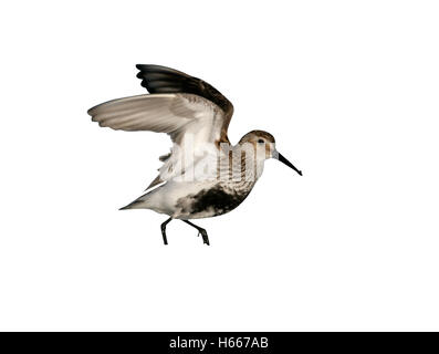 Alpenstrandläufer, Calidris Alpina, einziger Vogel in Wasser, South Uist, Hebriden, Schottland Stockfoto