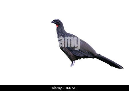 Dusky-beinigen Guan, Penelope Obscura, einziger Vogel auf dem Rasen, Brasilien Stockfoto