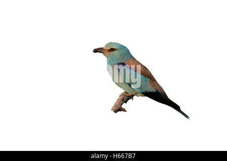 Blauracke Coracias Garrulus, einziger Vogel auf Zweig, Ungarn Stockfoto