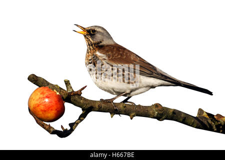 Wacholderdrossel, Turdus Pilaris, einziger Vogel auf Äpfel im Baum, Warwickshire, Dezember 2012 Stockfoto