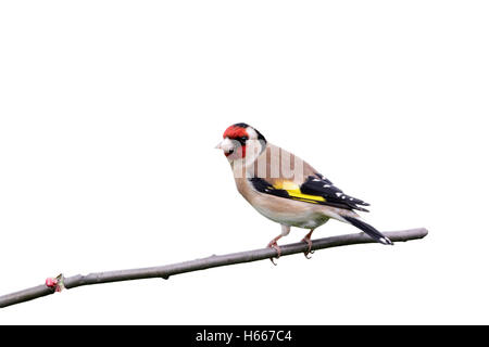 Stieglitz, Zuchtjahr Zuchtjahr, Midlands, Uk, Frühling Stockfoto