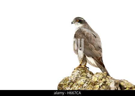 Habicht Accipiter Gentilis, Bulgarien, winter Stockfoto