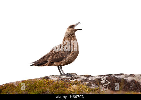 Great Skua Stercorarius Skua, einziger Vogel auf moorland Stockfoto