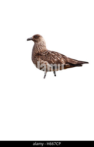 Great Skua Stercorarius Skua, einziger Vogel auf moorland Stockfoto