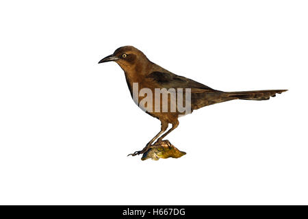 Groß-tailed Grackle, Quiscalus Mexicanus, Weiblich, Arizona, USA Stockfoto