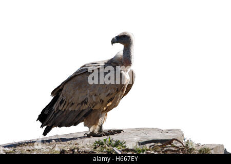 Eurasische Gänsegeier, abgeschottet Fulvus, einziger Vogel stehen auf Felsen im Gebirge, Spanien, winter Stockfoto