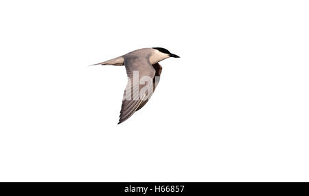 Möwe-billed Tern, Sterna Nilotica, einziger Vogel im Flug, Ost-Spanien, April 2010 Stockfoto