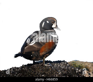 Harlekin-Ente, Histrionicus Histrionicus, Single Männer stehen auf Felsen von Meer, New Jersey, USA Stockfoto