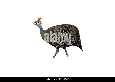 Behelmte Perlhühner, Numida Meleagris, einziger Vogel am Boden, Südafrika, August 2015 Stockfoto