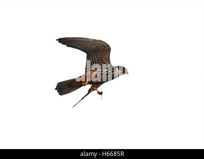 Hobby, Falco Subbuteo, Flug, Staffordshire, September 2009 Stockfoto