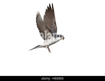 Haus Martin Delichon Urbica, im Flug sammeln Schlamm, Schottland, Sommer Stockfoto